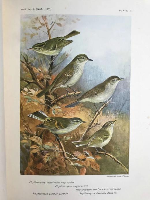 1938年 叶序草属植物的系统综述 2幅彩色插图8幅地图 漆布精装16开 商品图4