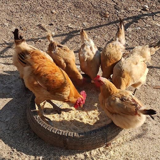 【批发】60枚装柴鸡蛋 商品图2