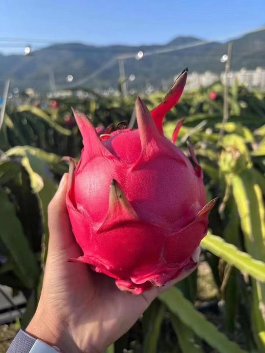 红夫人商城 海南空运 京都一号 甜心女王 红心火龙果 整箱5-5.5斤 商品图0