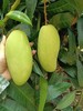 红夫人商城 海南空运 金煌芒 你好芒 芒果一箱6.5-7斤 商品缩略图4