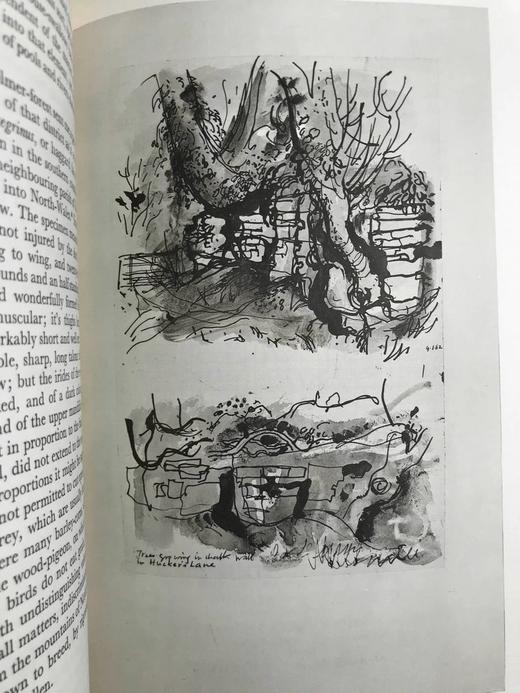 怀特《塞耳彭自然史》（1962，书匣破损） 12幅插图 精装16开带书匣 商品图8