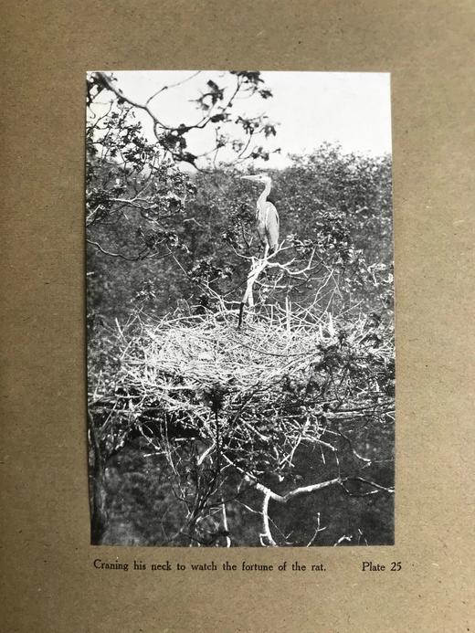 含藏书票！1910年 琵鹭的巢中生活 32幅手工贴图 漆布精装16开 商品图5