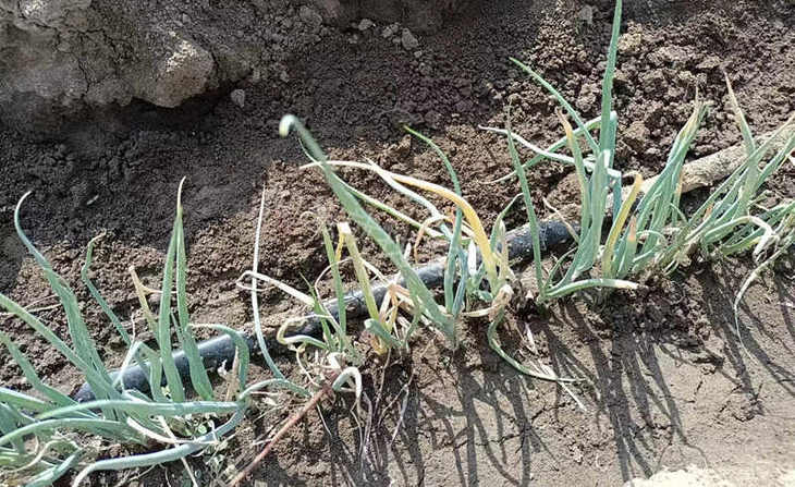大葱重茬病害多