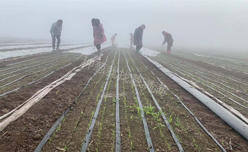 葱苗苗床揭膜