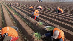 您的大葱移栽了吗?冬季移栽葱苗有哪些注意事项？