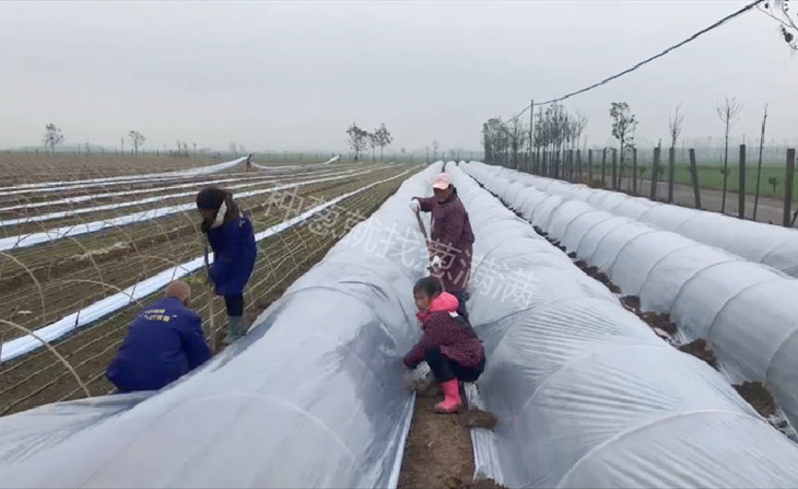 苗床搭建小拱棚