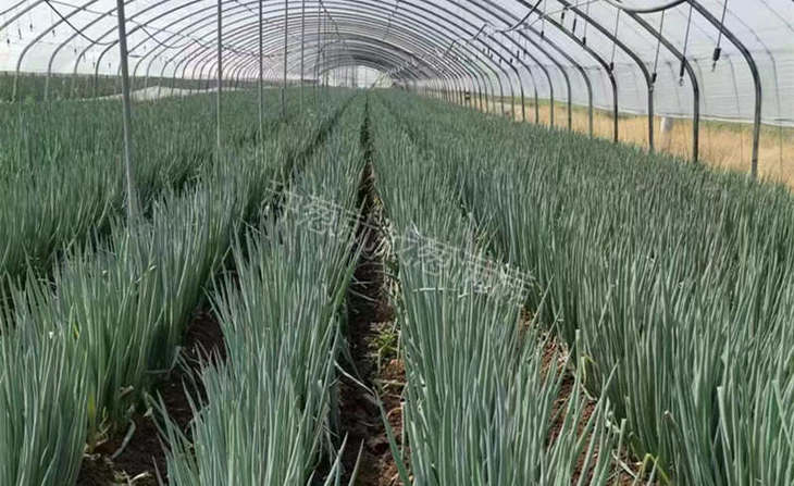 晚抽神成大葱图片