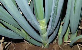 有的大葱种子价格为什么这么贵？便宜的种子有什么差别？