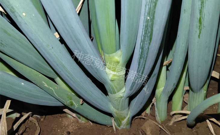 冬一心大葱实拍