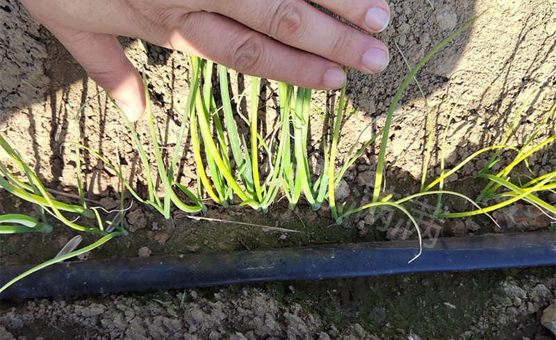 冬福晚抽直播出苗