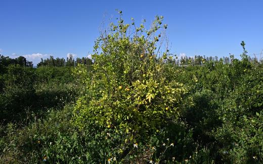 陈皮（大红皮）9年自然陈化 / 国际机构检554项零农残 /自然农法 酵素种植 商品图7