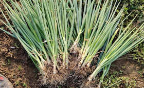 大葱移栽一亩地需要多少苗子