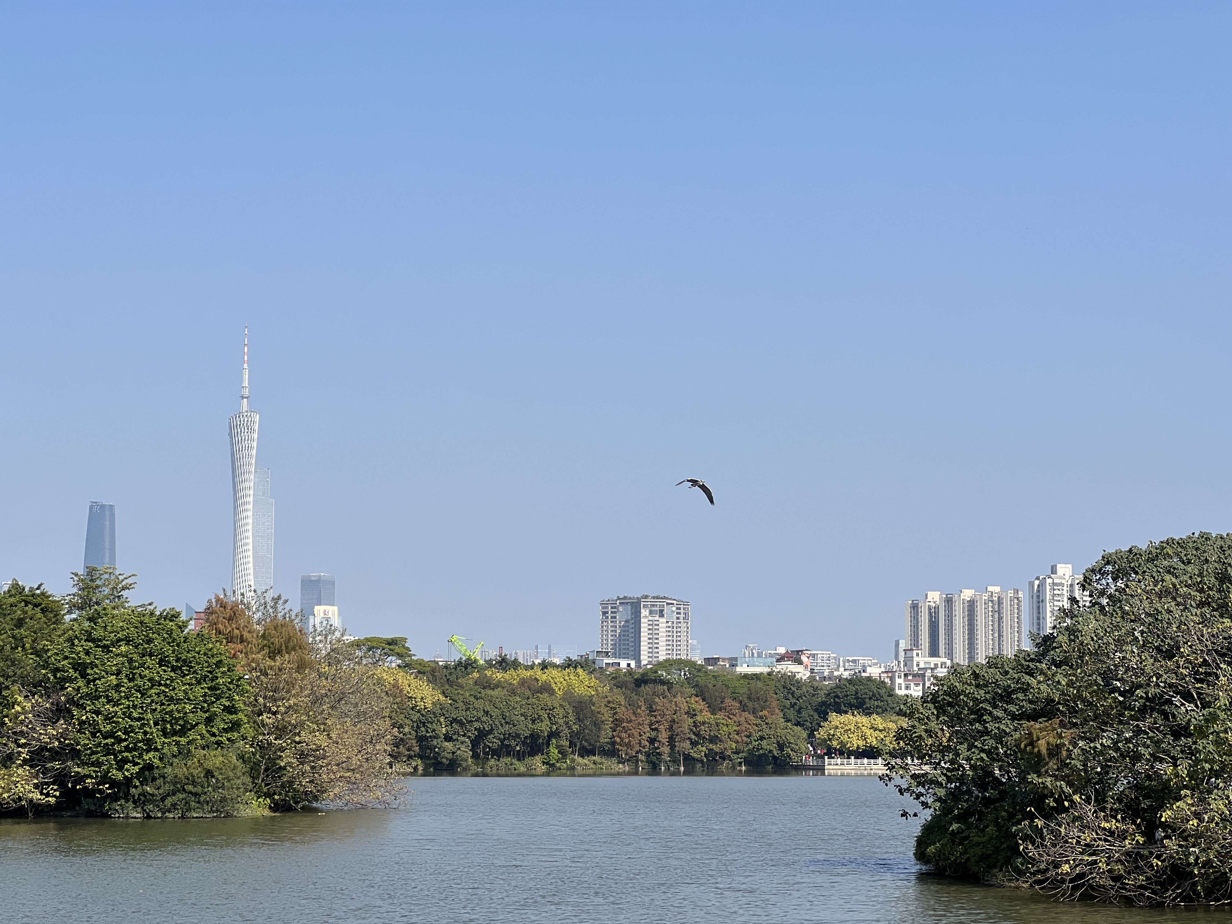 半日营【海珠湖观鸟】跟着自然导师寻迹飞羽精灵，增长自然知识