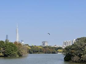 半日营【海珠湖观鸟】跟着自然导师寻迹飞羽精灵，增长自然知识
