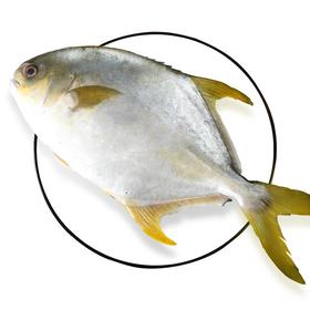 渔之舟金鲳鱼500g±