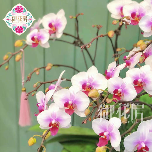 蝴蝶兰 - 鸿运当头（1盆） 商品图1