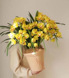 黄色大花蕙兰 - 黄金万两（1盆）