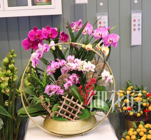 蝴蝶兰 - 花好月圆（1盆） 商品图0