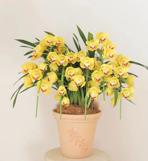 黄色大花蕙兰 - 黄金万两（1盆） 商品图1