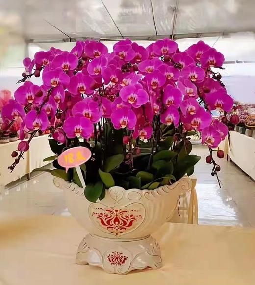 蝴蝶兰 - 吉祥如意（1盆） 商品图2