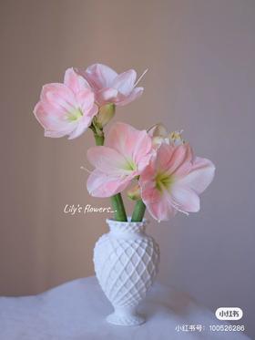 国产朱顶红 ｜ 达琳