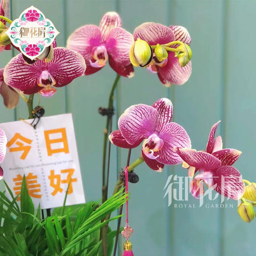 蝴蝶兰 - 财运亨通（1盆） 商品图1