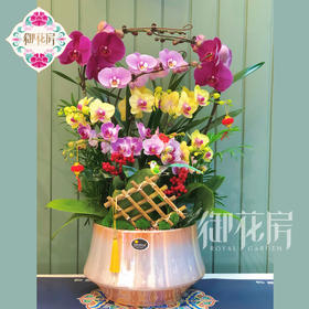 蝴蝶兰 - 招财进宝（1盆）