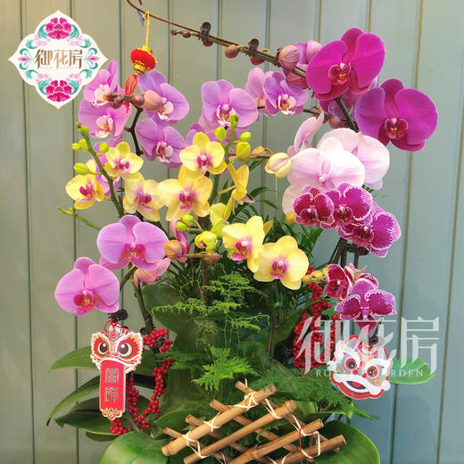 蝴蝶兰 - 万事如意（1盆） 商品图2