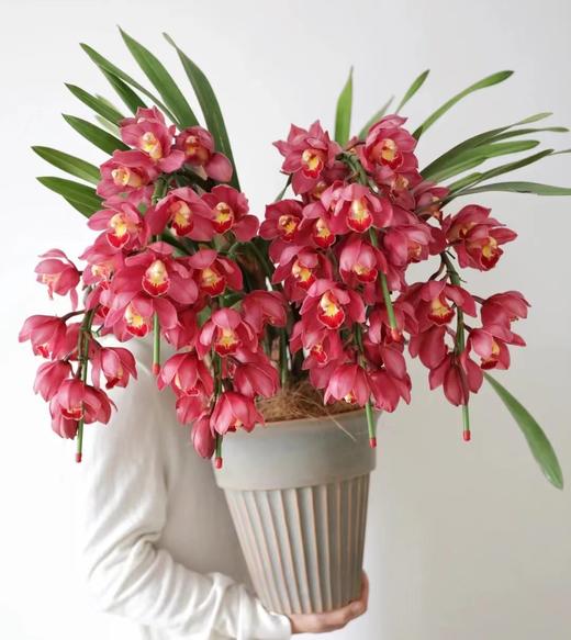 红色大花蕙兰 - 日进斗金（1盆） 商品图0