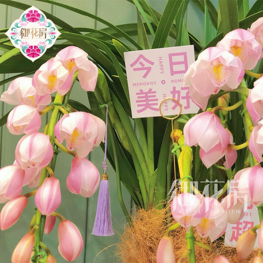 粉色大花蕙兰 - 好事连连（1盆） 商品图1