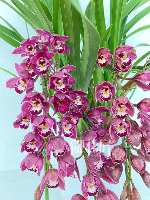 红色大花蕙兰 - 日进斗金（1盆） 商品图2