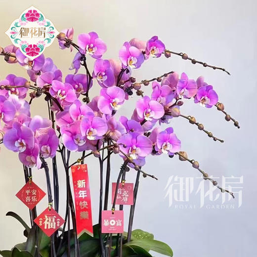 蝴蝶兰 - 花开富贵（1盆） 商品图2