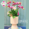 蝴蝶兰 - 财运亨通（1盆） 商品缩略图0