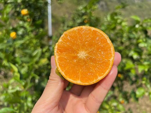 广西沃柑 商品图2