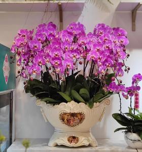 蝴蝶兰 - 吉祥如意（1盆）