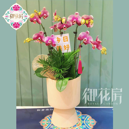 蝴蝶兰 - 财运亨通（1盆） 商品图3