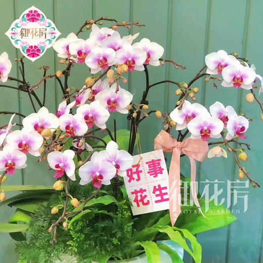 蝴蝶兰 - 鸿运当头（1盆） 商品图3