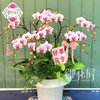 蝴蝶兰 - 鸿运当头（1盆） 商品缩略图2