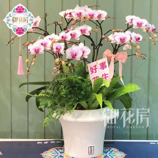 蝴蝶兰 - 鸿运当头（1盆） 商品图0
