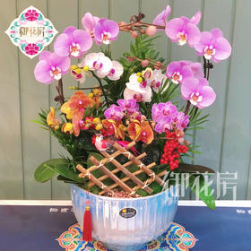 蝴蝶兰 - 步步高升（1盆）