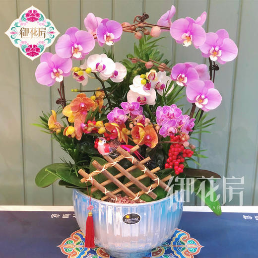 蝴蝶兰 - 步步高升（1盆） 商品图0