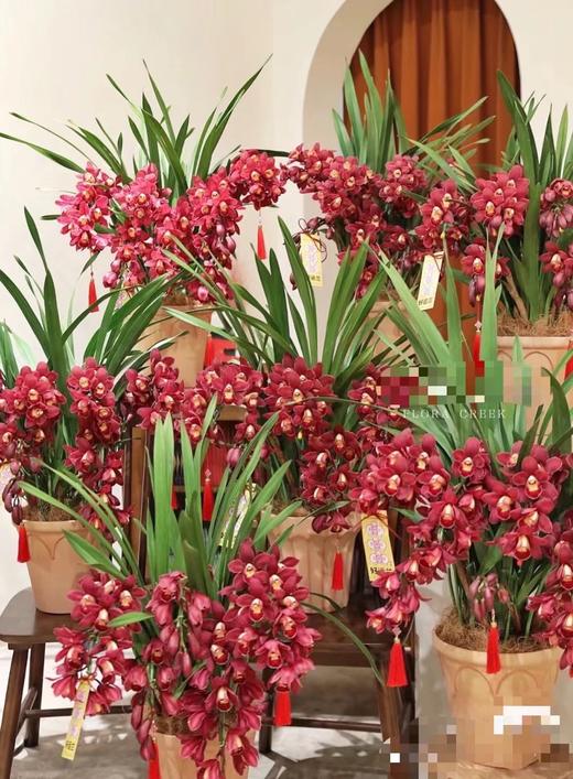 红色大花蕙兰 - 日进斗金（1盆） 商品图4