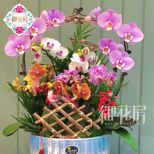 蝴蝶兰 - 步步高升（1盆） 商品图2