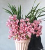 粉色大花蕙兰 - 好事连连（1盆） 商品缩略图4