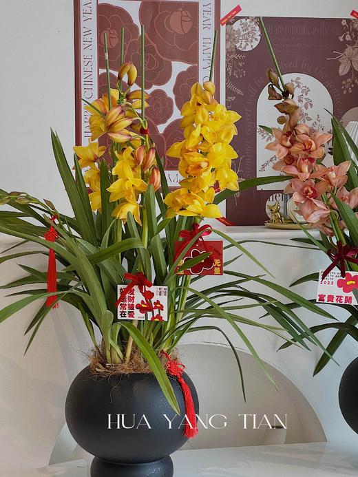 耀目惠兰 · 年宵盆栽（含花瓶） 商品图3