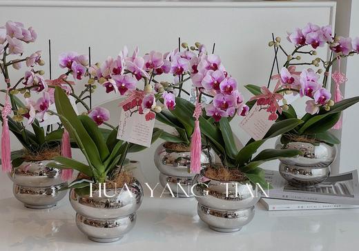 蝴蝶兰-精品宝贝  银色葫芦瓶 商品图2