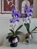 吸色蝴蝶兰 -普罗旺斯盆栽（含花盆） 商品缩略图4