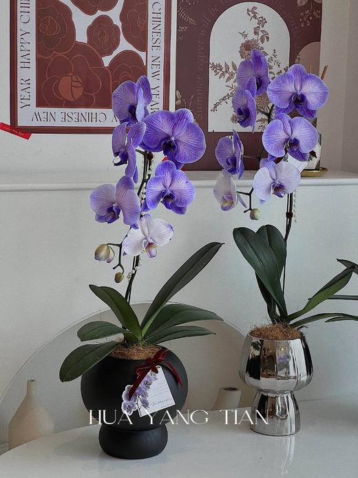 吸色蝴蝶兰 -普罗旺斯盆栽（含花盆） 商品图4