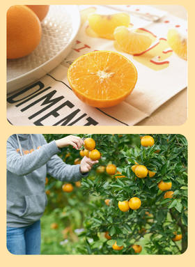  认养一下你的树宝宝 