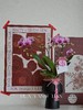 蝴蝶兰-精品宝贝（含花盆） 商品缩略图2